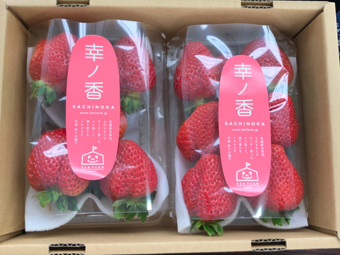 芳醇な香りとコク！土耕栽培 幸ノ香(さちのか)いちご 250g×2p