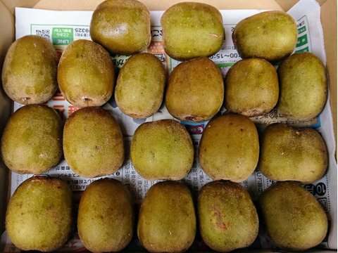 訳あり品！【防腐剤・化学肥料・農薬不使用】レッドキウイ１キロ　とろける食感・糖度20度前後の極上の甘さの希少品種