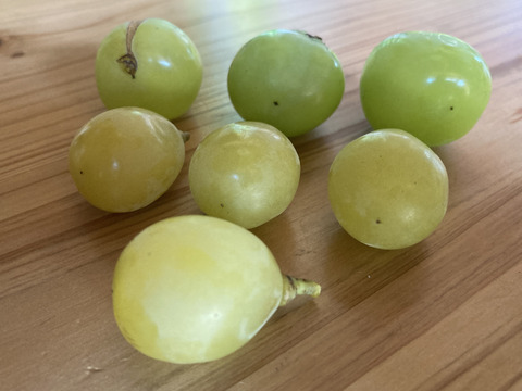 シャインマスカット　粒　アウトレット（ご家庭用1000g）