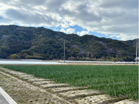 【産地直送】淡路島産甘みたっぷり！ターザン玉ねぎ約5kg