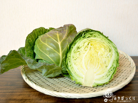 キャベツじゃないよ キャベツの仲間だよ グリンボール4個セット 兵庫県産 食べチョク 農家 漁師の産直ネット通販 旬の食材を生産者直送 キャベツじゃないよ キャベツの仲間だよ グリンボール4個セット 兵庫県産 食べチョク 農家 漁師の産直ネット通販 旬の食材を生産者直送