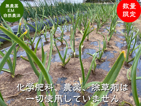 農薬・除草剤・化学肥料不使用 ニンニク にんにく 500g 石川県産 garlic