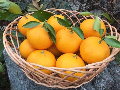 農薬・化学肥料不使用・夏みかん(3kg)収穫→即発送 酸味がありキリっとした味！