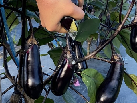 【お漬物セット】皮の柔らかい水茄子と胡瓜のセット商品‼️60サイズの箱でお届け‼️