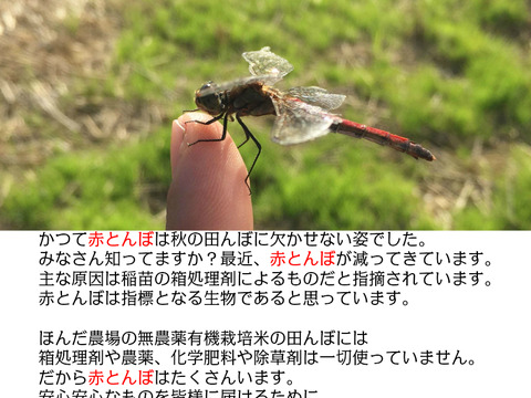農薬不使用・化学肥料不使用・除草剤不使用 野菜セット 人参葉っぱ付き クール便 【福袋2025】