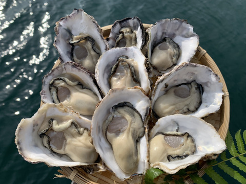 味！鮮度に自信あり！広島産生牡蠣　むきみ  1kg　生食用　一粒ずつ手で選別しています！　清浄海域　垂下式