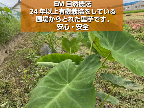 安心・安全 有機栽培 里芋 （超小粒）さといも サトイモ 1kg 石川県産