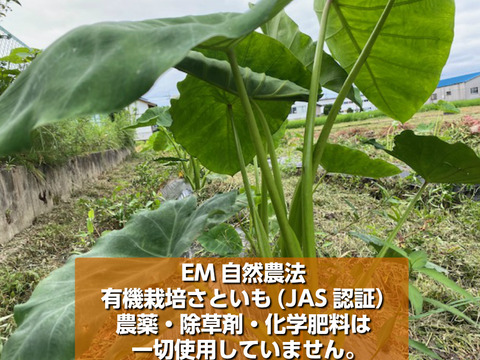 【野菜他詰め合わせセット】令和7年産 農薬不使用米 コシヒカリ 白米 5kg+里芋1.5kg+白米粉500g+美野里たまご10個入り1P