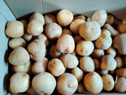 やっちゃん農園の訳ありじゃが芋 Sサイズ（キタアカリ）5キロ