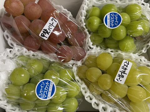 【福袋2025】3~5品種お楽しみ♪ ぶどう詰め合わせ＜シャイン1房は確約＞
