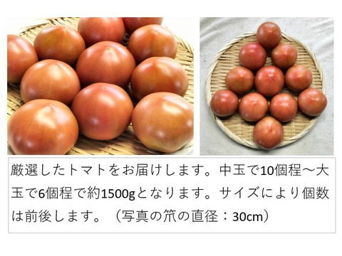 トマト 木生りで赤熟！コク深い旨み＜2800g＞