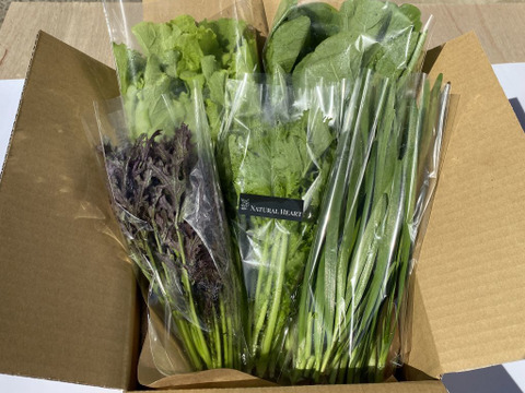 【期間限定】自然栽培の春野菜セット【５～６品目】