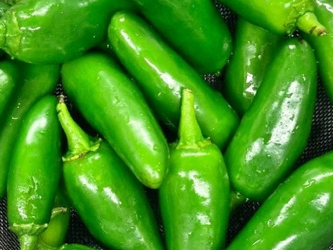 朝採れ🌶国産ぷりぷり生ハラペーニョ100g👩‍🍳爽やかな辛さがクセになる！ピクルス・タコスに🍲