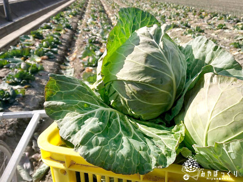 キャベツじゃないよ キャベツの仲間だよ グリンボール4個セット 兵庫県産 食べチョク 農家 漁師の産直ネット通販 旬の食材を生産者直送 キャベツじゃないよ キャベツの仲間だよ グリンボール4個セット 兵庫県産 食べチョク 農家 漁師の産直ネット通販 旬の食材を生産者直送