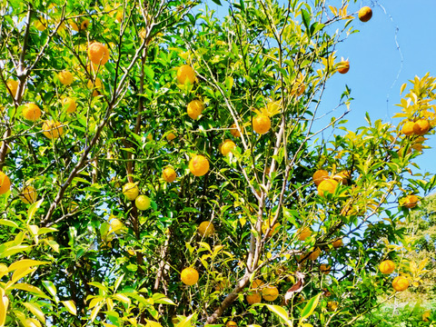 温活🍊🫚【福袋】新生姜＆柚子のぽかぽかセット♨️《岡山県産》（計1.7kg）