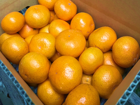 12/20より順次発送 幻のみかん『石地（いしじ）サイズ混合 3kg』 希少品種 3キロ 仲屋 海瀬農園 静岡県 西浦みかん