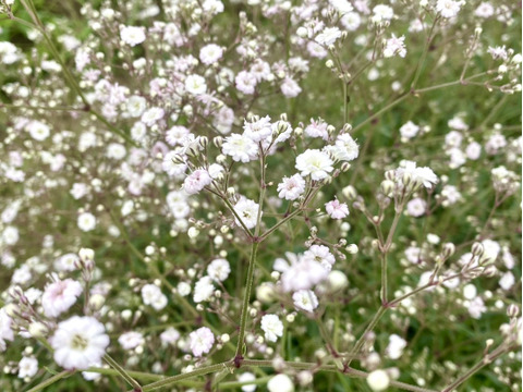 【5本-40㎝-】ほんのりピンクのカスミソウ