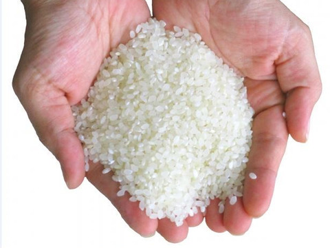 新米 令和4年 いのちの壱 白米 900グラム 岡山の雪国産 お試し