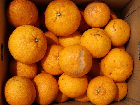 農家直送！甘夏　訳あり5kg  【平武農園】〜蛍飛ぶ町から旬の便り〜　和歌山｜有田｜田口｜ギフト