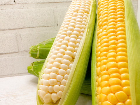 朝採り16本🌽白いとうもろこしと黄色いとうもろこしのセット(8本×2種)