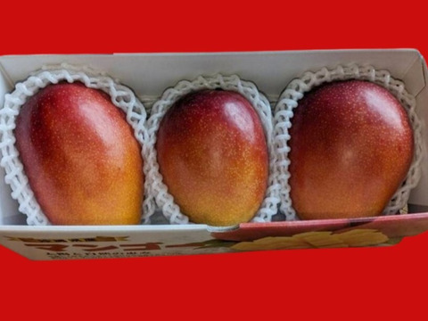 マンゴーの王道！『アーウィン』1.5kg秀品