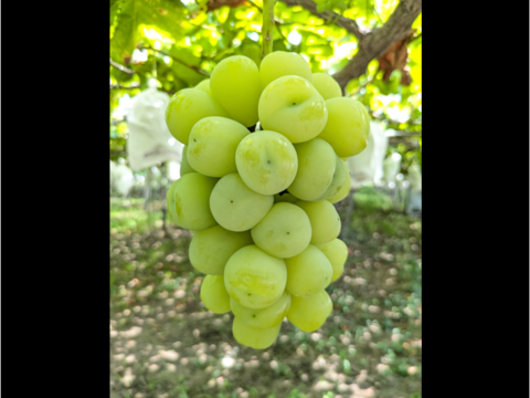 皮ごと美味しい！　ご家庭用　雄宝＆ナガノパープル　4㎏