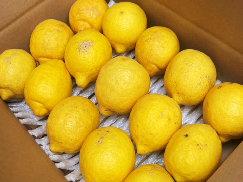 【名入れ無料】 ちょっと傷がありますが…】はじける香り！国産レモン『西浦 果物