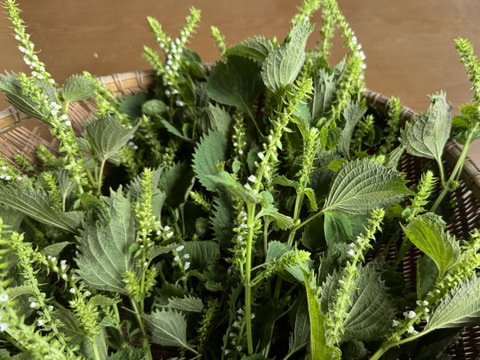 【季節限定】　青紫蘇付きの穂紫蘇100gと季節の野菜セット　農薬不使用　自然農法栽培