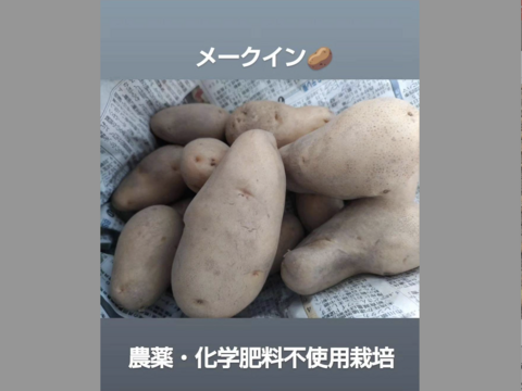 甘い！ジャガイモ(メークイン)北海道！５キロ