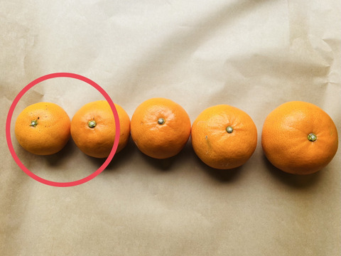 とろける食感！柑橘の大トロ！！
せとか(ご家庭用　小玉3キロ)