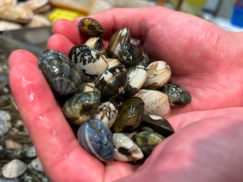 愛知県 三河湾　訳あり！小サイズ
（内湾）手掘りアサリ  1キロ今年は特に身入り，
味が別格❗️酒蒸し味噌汁，アクアパッツァ，パスタで！