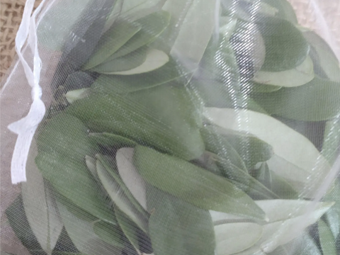 オリーブ生葉300枚  オリーブリーフ🌿オーガンジー袋入り🌿葉っぱ部のみ🌿オリーブ茶 オリーブティー ハーブティー 🏣ゆうパック