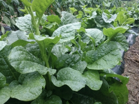 夏の健康野菜。ツルッとツルムラサキ500g