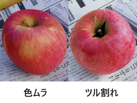 【すぐに出荷】葉とらずサンふじ　家庭用B品　5キロ　JA基準より60％減の低農薬栽培