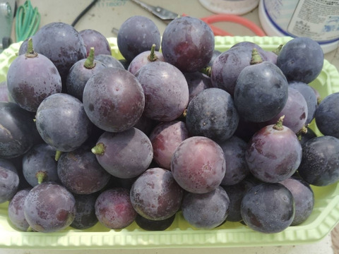 【訳ありバラ粒】ピオーネ1.8kg(900g×2パック)