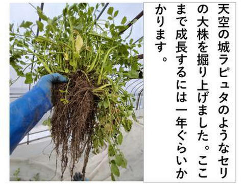 セリ＜約4kg＞ ギシッとした歯応え、土耕特有の香り、辛み！【冬ギフト】