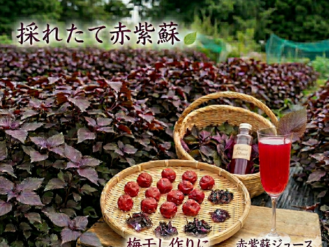 赤紫蘇 茎付きの葉10本以上（約140g）赤しそ 赤じそ（約25cm）農薬除草剤等不使用🏣ゆうパック◆※常温発送