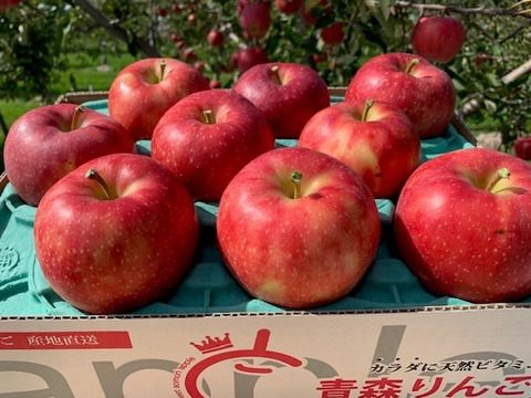 【収穫終了！】青森県産ジョナゴールド 家庭用🍎甘酸っぱ～い！ 3㎏(8玉～12玉)