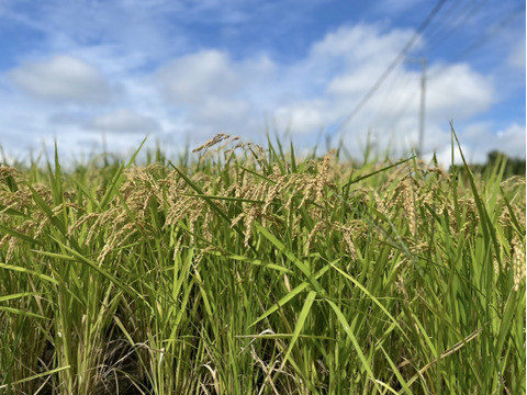 【R8年産 新米】予約でお得に！『彩のきずな』 (精米4.5kg)