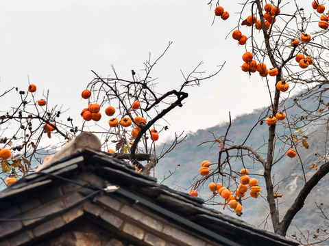 【数量限定☆希少の柑橘🎁】富有柿 2㎏🟠スイーツ サラダ お酒のおともに🍂