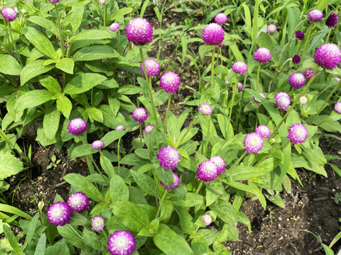 【25本】Fresh！朝に収穫で新鮮。強いあめ玉のような「千日紅」。