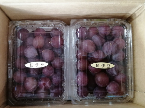 🦺希少品種🍇天候被害SOS🦺　　
　　　　　　　　🌿果汁タップリ🔴紅伊豆🌿　
　　 　　　　　【訳アリ紅伊豆の粒/約450g×2P程度】