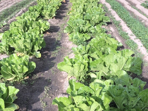 【福袋2026】新雪梨orあたご梨+白ネギカット＋白菜カットオマケ付冷蔵便