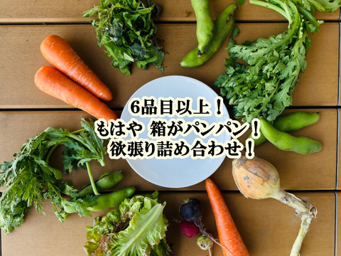 【丹波篠山認定農家 〈数量限定〉夏の味覚をたっぷりお届け】お得な夏野菜6品目以上！たっぷり詰め合わせおまかせセット（80サイズ）先行予約受付開始！丹波篠山自然の恵み