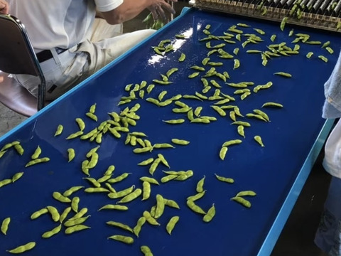 新潟の朝どり枝豆！大人数向けたっぷりサイズ！3Kg