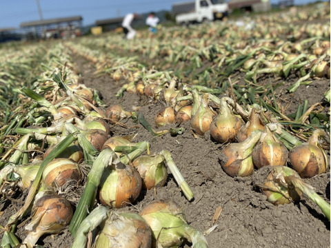 【淡路島産】加熱すると甘くて美味しい完熟玉ねぎ 10kg