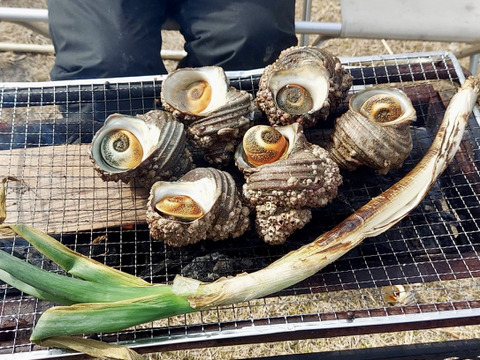 BBQの主役に！周防大島産天然サザエ！　1kg