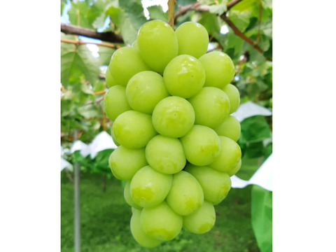 贈答用！完熟！朝採りシャインマスカット　(3～5房2㎏以上)
【敬老の日ギフト】にも