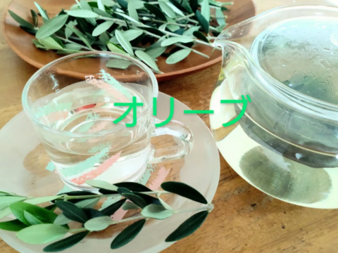 オリーブ生葉300枚  オリーブリーフ🌿オーガンジー袋入り🌿葉っぱ部のみ🌿オリーブ茶 オリーブティー ハーブティー 🏣ゆうパック