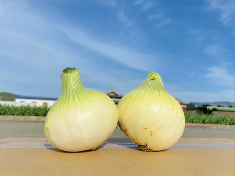 《期間限定》【淡路島産】
地元農家でも評判の 甘くて美味しい新玉ねぎ七宝 5kg